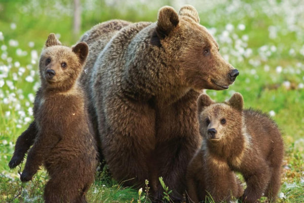 Семейство медведей заметили в лесах Подмосковья