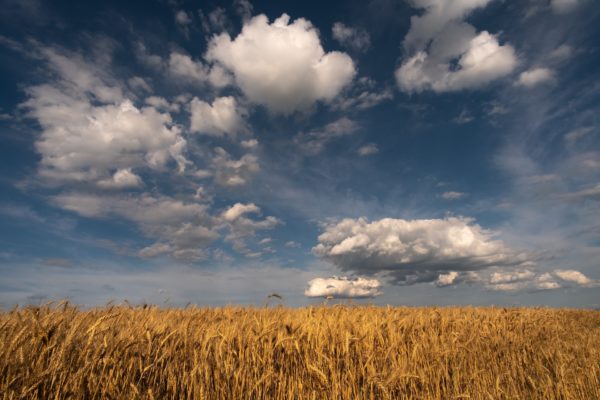 Пять стран ЕС намерены продлить запрет на импорт украинского зерна