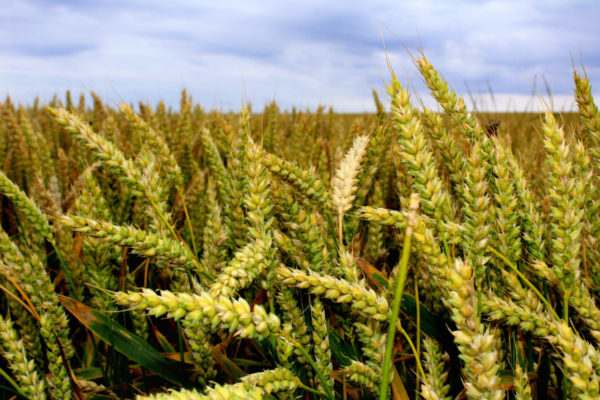 В ООН заявили о желании восстановления зерновой сделки