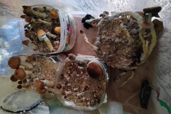 Житель Алтайского края попал под статью УК за выращивание грибов на кухне
