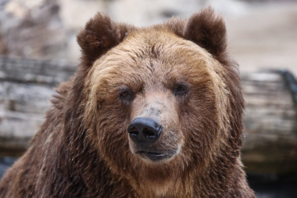 Медведя, гуляющего по улицам города, ищут полицейские Красноярска