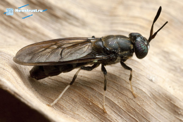 Продукция из мухи “чёрная львинка” будет использоваться только для животных
